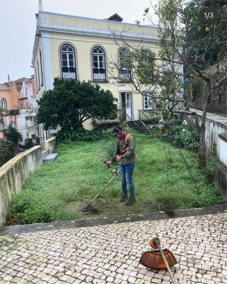 Antes Árvore