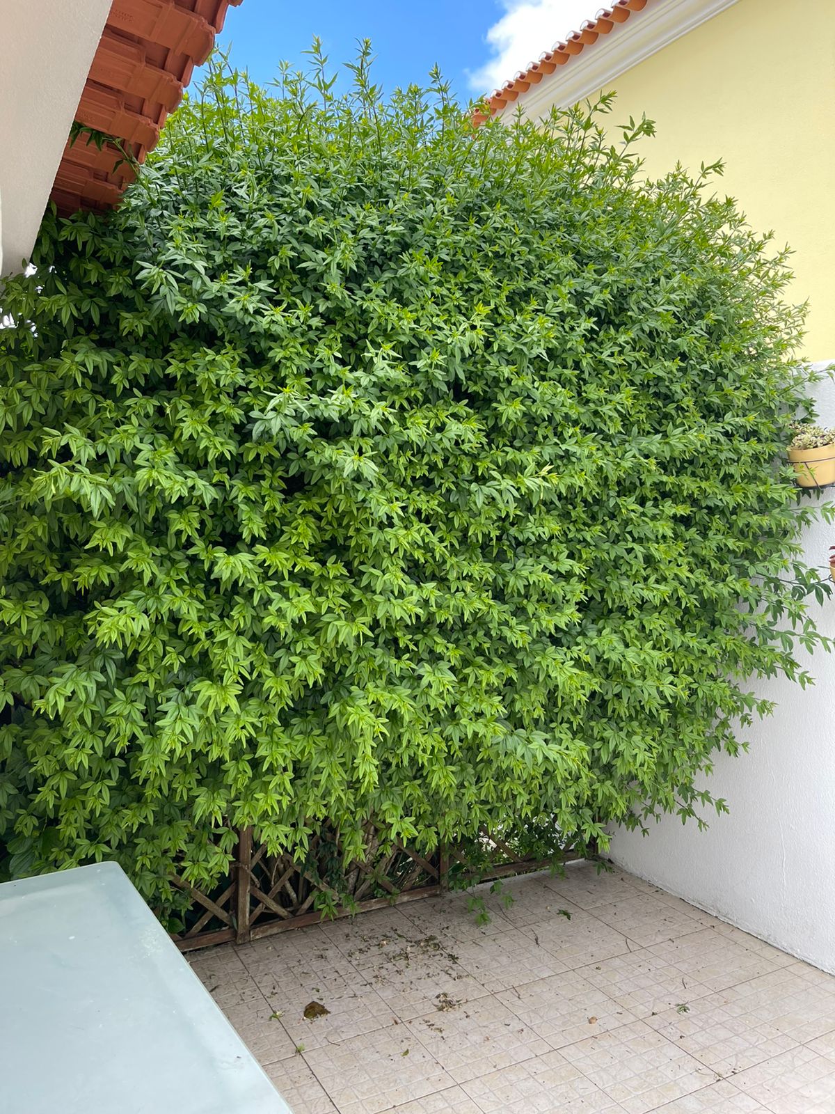 Antes Jardim 1